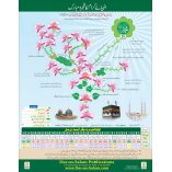Lineage of the Prophets (URDU Poster)